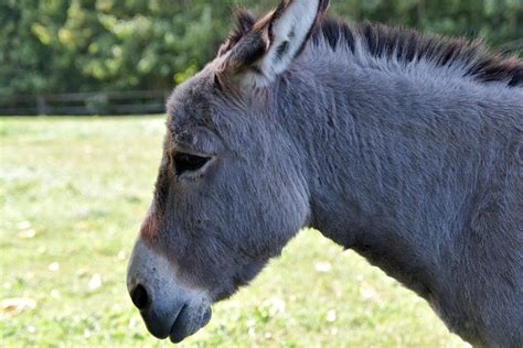 Donkey Animal Portrait Gray Free Photo On Pixabay Pixabay