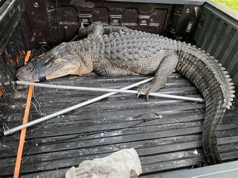 Photos 10 Foot Alligator Captured Euthanized In Lakeview Early Friday