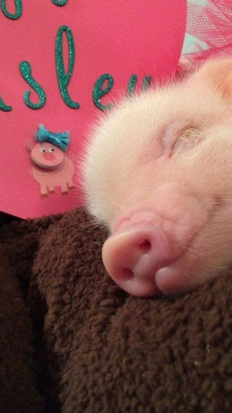 80 Best Tiny Pigs Ideas Baby Pigs Cute Pigs Pet Pigs