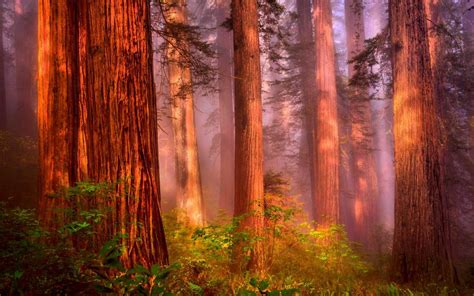 Redwood Desktop Wallpapers Top Free Redwood Desktop Backgrounds