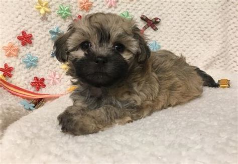 Humane society of charlotte main shelter: Shihpoo Puppy for Sale - Adoption, Rescue | Shih-Poo Puppy ...