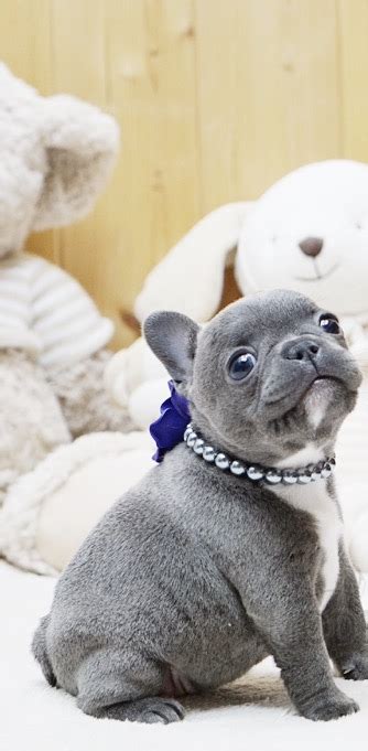 Sometimes, you may find dogs and puppies for free to a. Faboo Blue Miniature French bulldog for sale