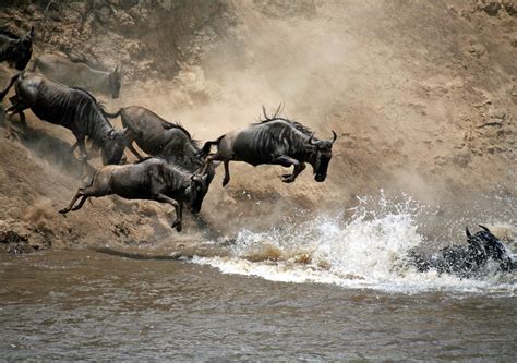 Wildebeest Migration Serengeti And Mara River Crossing Safari Guide