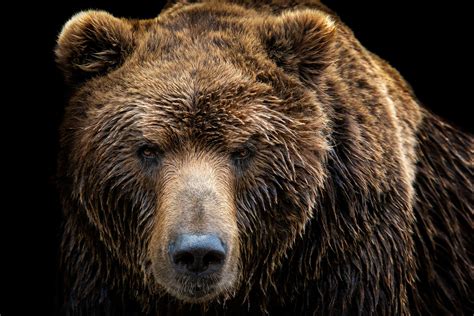 The Largest Grizzly Bear Ever Weighed More Than A Moose 3 Reasons It