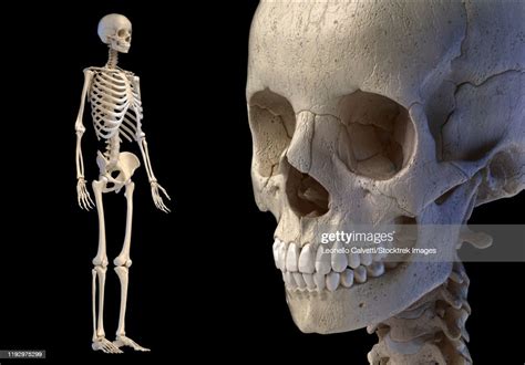 Closeup Of Human Skull With Full Skeletal System Black Background ストック