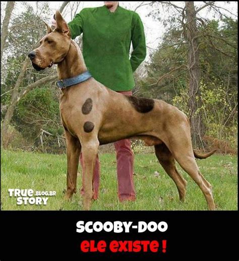 Scooby Doo Dog Costumes Great Dane Dogs Dog Halloween
