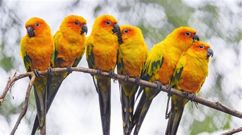 Yellow Green Parrots Birds On Tree Branch In White Green Blur Bokeh