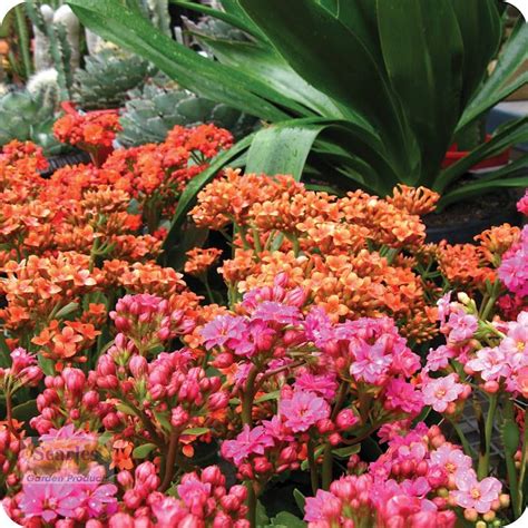 Once the plant matures and if the conditions are right, the jade plant can develop beautiful white or pink flowers that bloom in the shape of a star. Kalanchoe multibranched succulent is long-blooming from ...