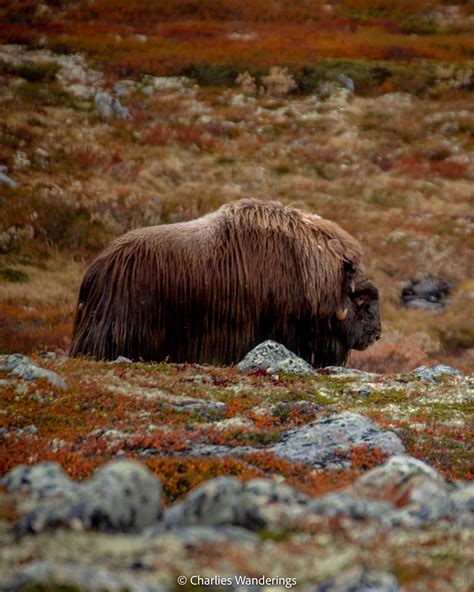 Where To See The Musk Ox In Dovrefjell National Park In Norway