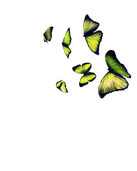 Flying Butterfly Animated 