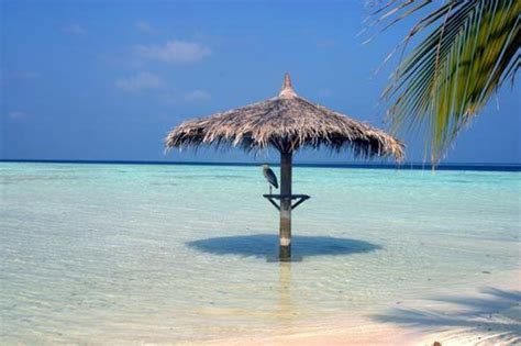 Vilamendhoo Island Resort Hithadhoo Hotel Maldives Limited Time Offer