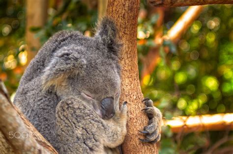 Koala Sleeping On A Branch A Very Sleepy Koala At The Queensland Zoo