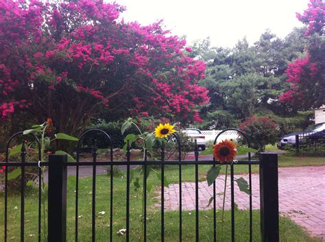 Pin on gardens/color