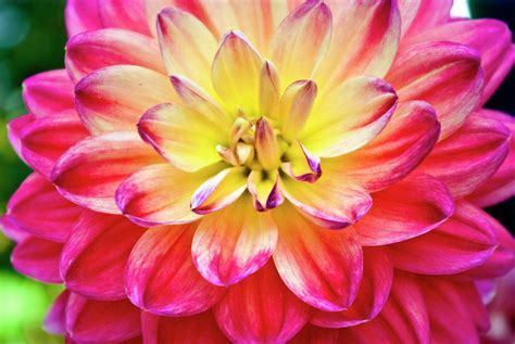 Pink And Yellow Dahlia Photograph By Cherie Taylor