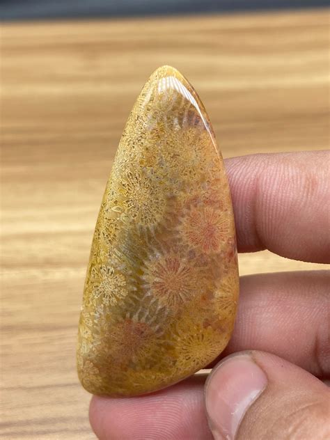 Natural Fossil Coral Cabochon Gemstone Fancy Shape Stone Loose Etsy