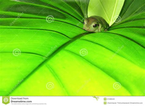 Green Frog On Green Leaf Stock Image Image Of Leaf Animal 21480543