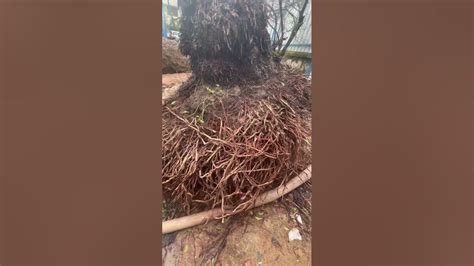 Coconut Tree Roots Power Youtube