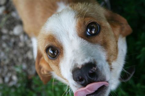 Bindehautentzündung beim Hund - Konjunktivitis erkennen ...