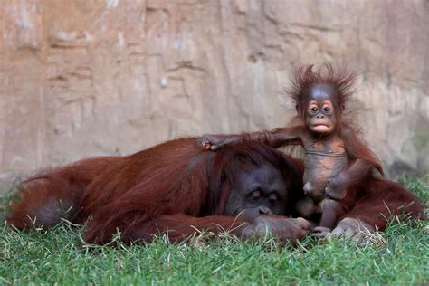 Science Baby Zoo Animals Baby Orangutan Zoo Babies