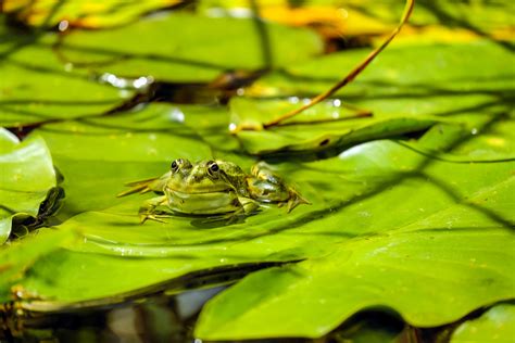 Frog Water Frog Frog Pond Animal Green Sitting 4k Hd Wallpaper