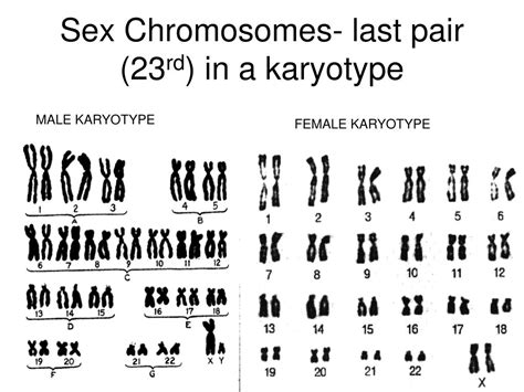 Ppt Human Karyotypes And Chromosome Behavior Powerpoint Sexiezpix Web Porn