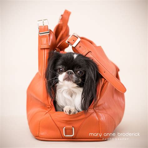 Souci The Japanese Chin Travels In Style Japanese Chin Dog Japanese