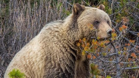 Grizzly Bear In Jasper National Park Alberta Just Out Of Hibernation