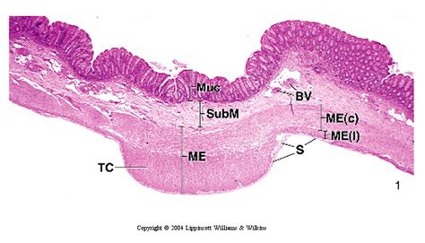 Colon Histology Layers