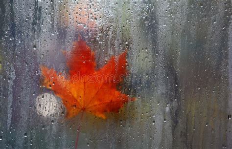 Autumn Window Leaf Rain Drops Stock Photo Image Of Autumn Drop