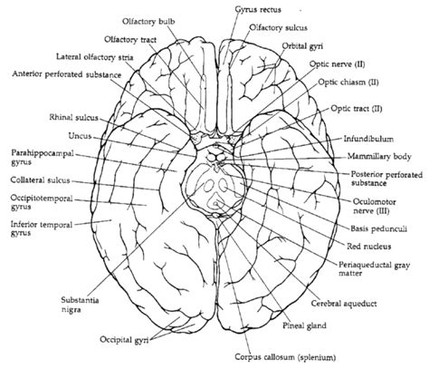 Ventral View Of Brain