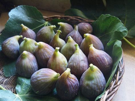 Fig The Taste And Scent Of Provence Vicki Archer