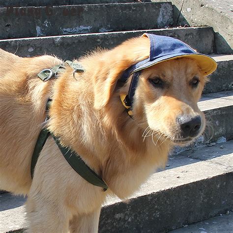 Pet Dog Sunshade Baseball Cap Travel Hats For Dogs Breathable Dog Hat