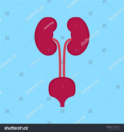Urinary System Human Body Vector Illustration Stock Vector Royalty Free Shutterstock