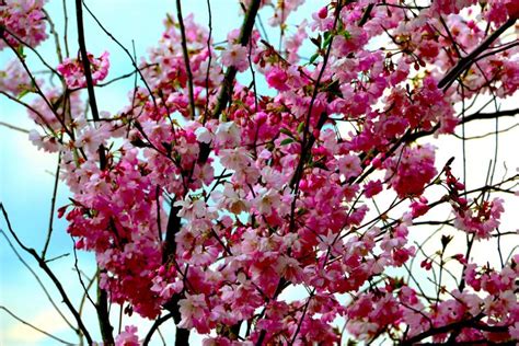 Perbandingan Taman Bunga Sakura Keputih Dengan Taman Bunga Sakura