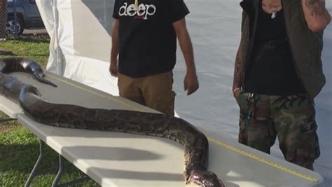 Python Hunter Catches 17 Foot Snake Sets Florida Record