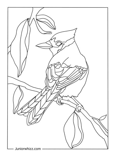 blue jay coloring pages 12 free printable pdfs