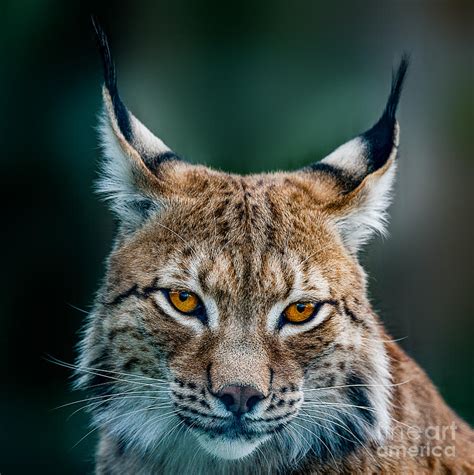 Siberian Lynx Photograph By Shaun Wilkinson Pixels