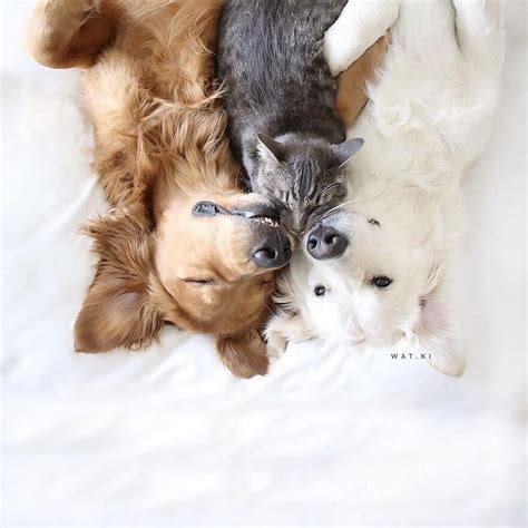 Please enjoy these quotes about cat and friendship from my collection of friendship quotes. 38 Pictures Of Two Dogs And a Cat Who Just Love Doing ...