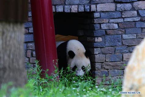 Two Giant Pandas Make Enchanting Debut At Dutch Zoo Global Times