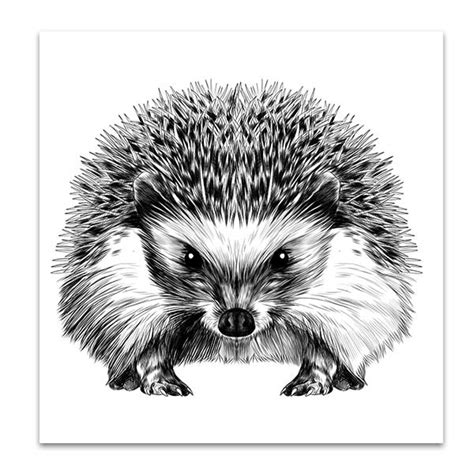 Porcupine Drawing Pencil Sketch Colorful Realistic Art Images