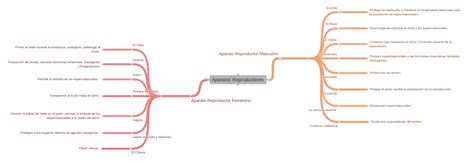 Aparatos Reproductores Coggle Diagram
