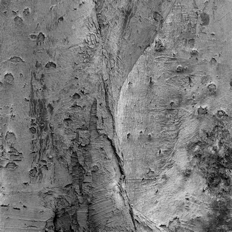Weathered Skin The Bark Of Two Trees In The Park Gett Flickr