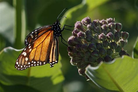How Endangered Are Monarch Butterflies