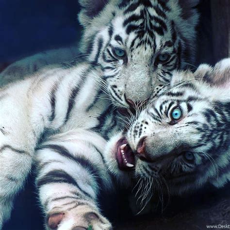 How Do You Find Us Tag Your Friends Who Love Tigers Follow Us Lovers