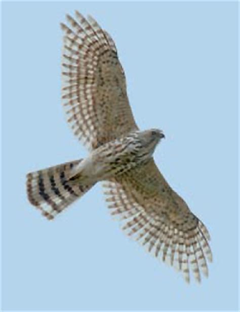 A password reset link will be sent to you by email. Khao Dinsor, Thailand: the premier site to observe ...