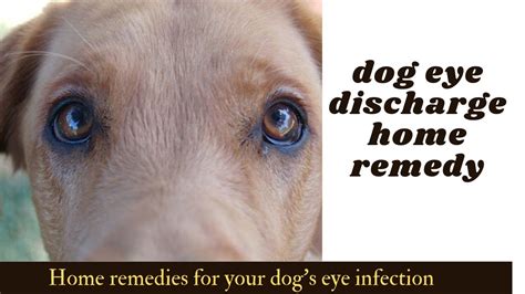 Dog Eye Discharge Home Remedy Home Remedies For Your Dogs Eye