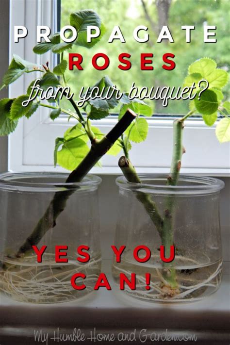 If You Love The Rose From Your Bouquet Propagate It My Humble Home