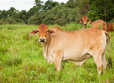 Elite grey brahman bulls in central queensland, australia. Brahman Cattle Stock Photo - Download Image Now - iStock