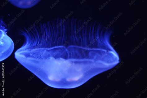 Box Jellyfish Class Cubozoa Invertebrates Distinguished By Their Box