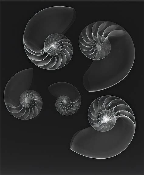 Nautilus X Ray Series Harold Davis